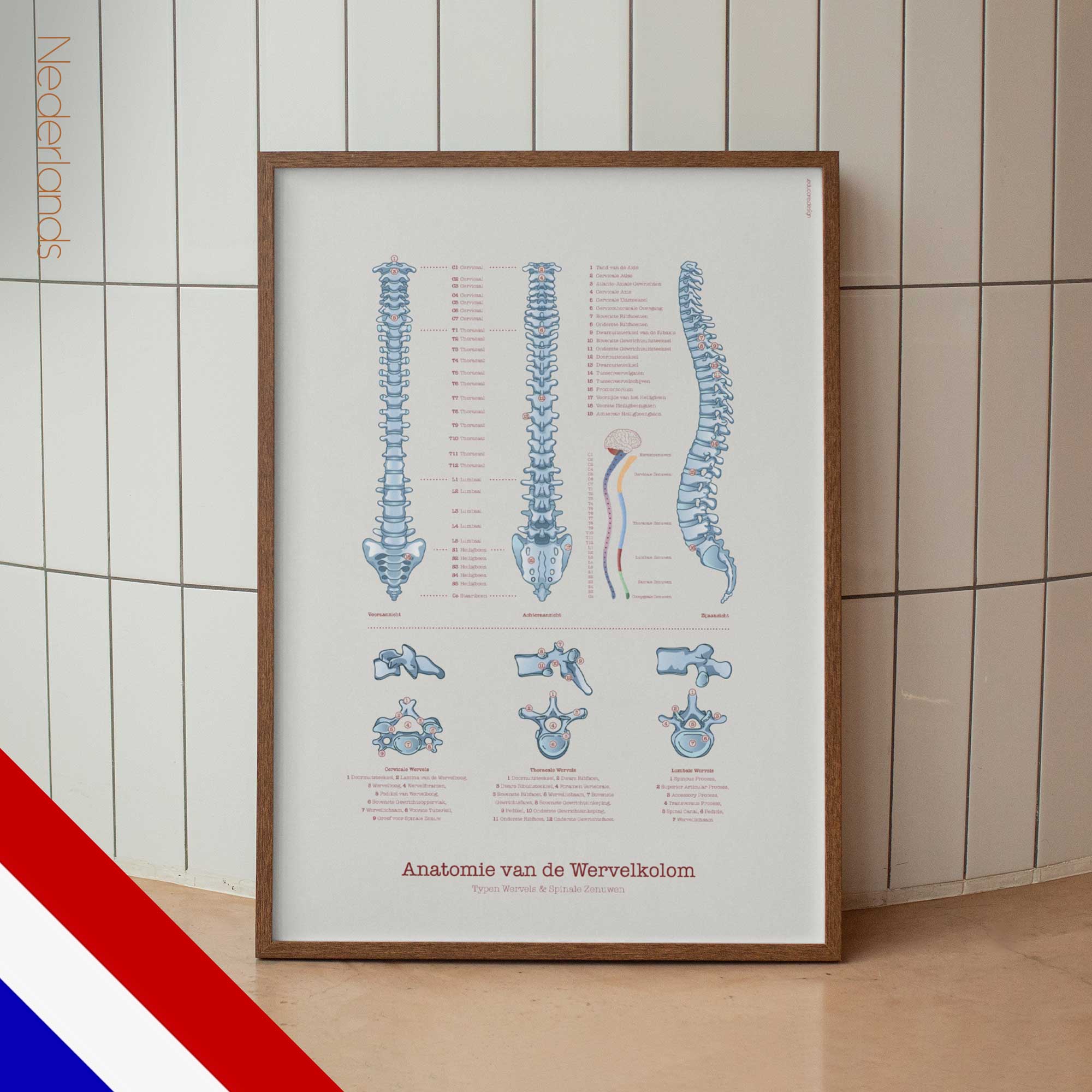 Anatomy of the Spine