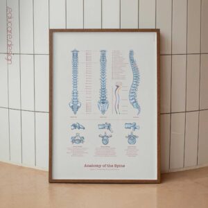Anatomy of the spine with types of vertebrae and spinal nerves