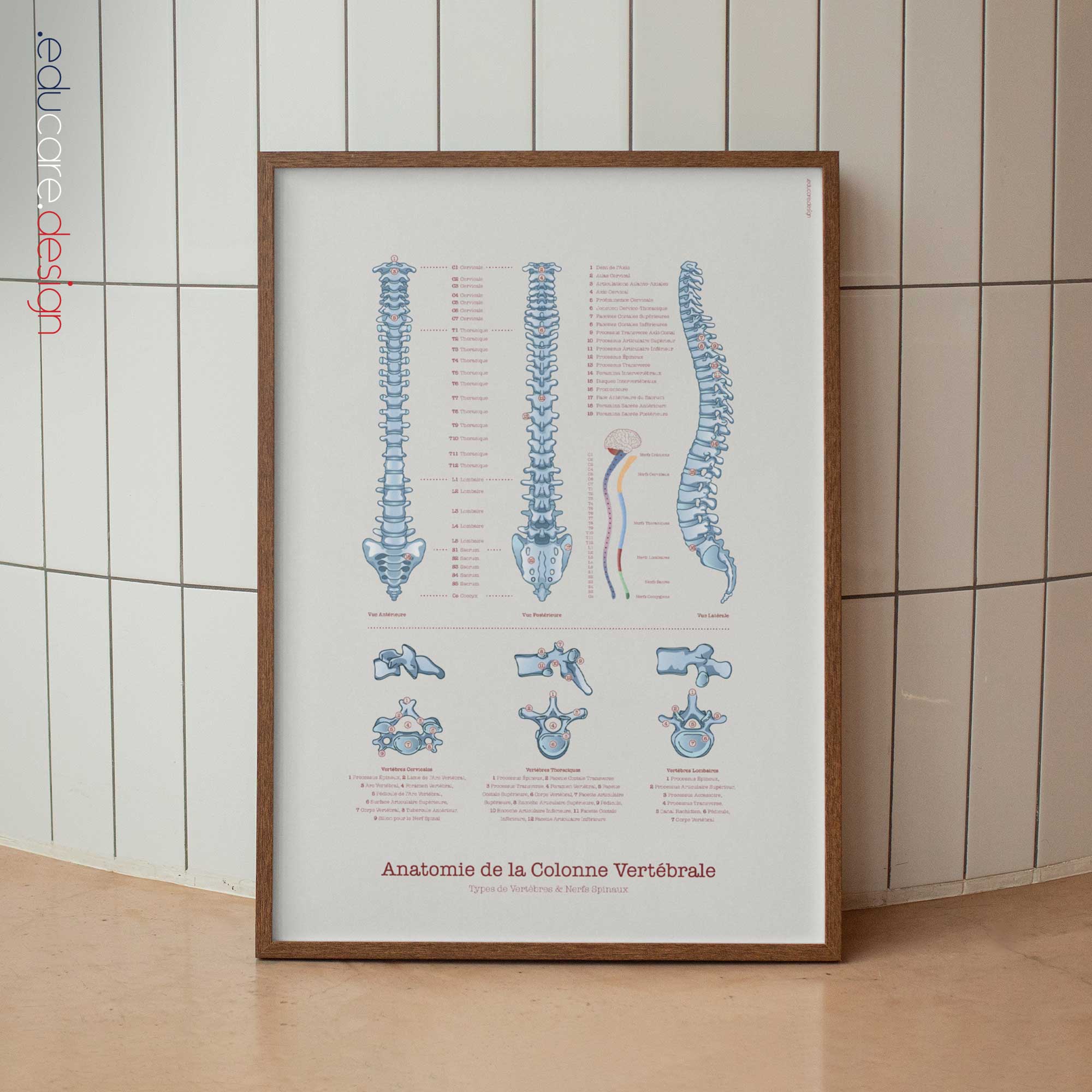 Anatomy of the spine with types of vertebrae and spinal nerves