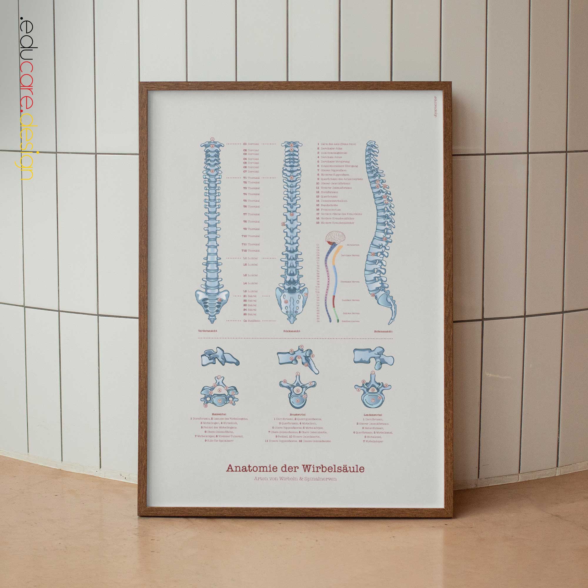 Anatomie der Wirbelsäule, schwarze Ausgabe