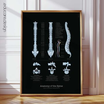 Anatomy of the Spine Chart, Black Edition