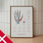 Karpaltunnelsyndrom med Diagnose og Øvelser anatomidiagram til klinikker