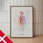 Fibromyalgia with Hormonal and Nervous System Connections