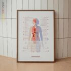 Fibromyalgia with Hormonal and Nervous System Connections