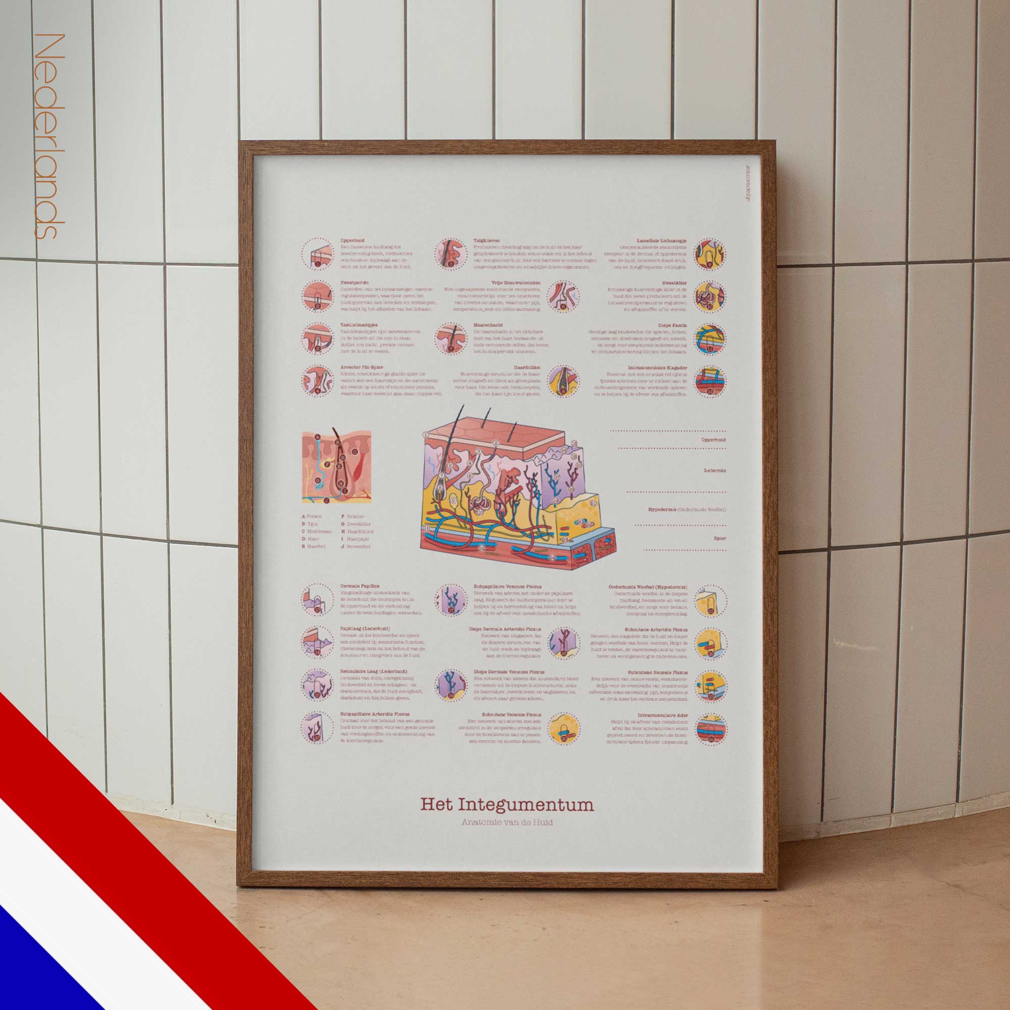 Integumentary System dutch