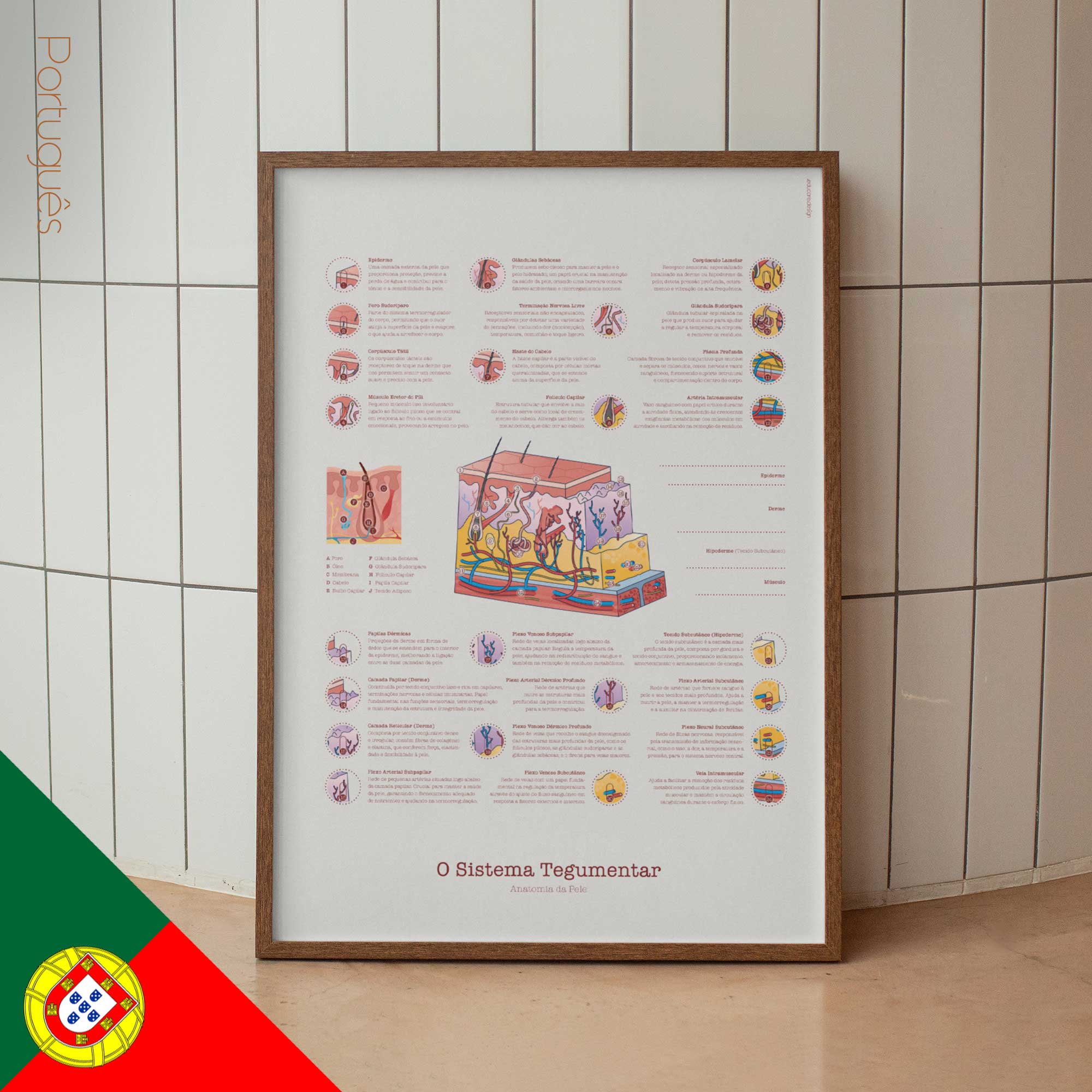 Integumentary System portuguese