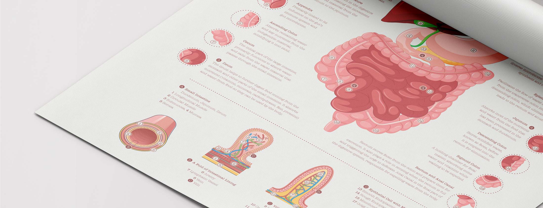 Digestive System Charts