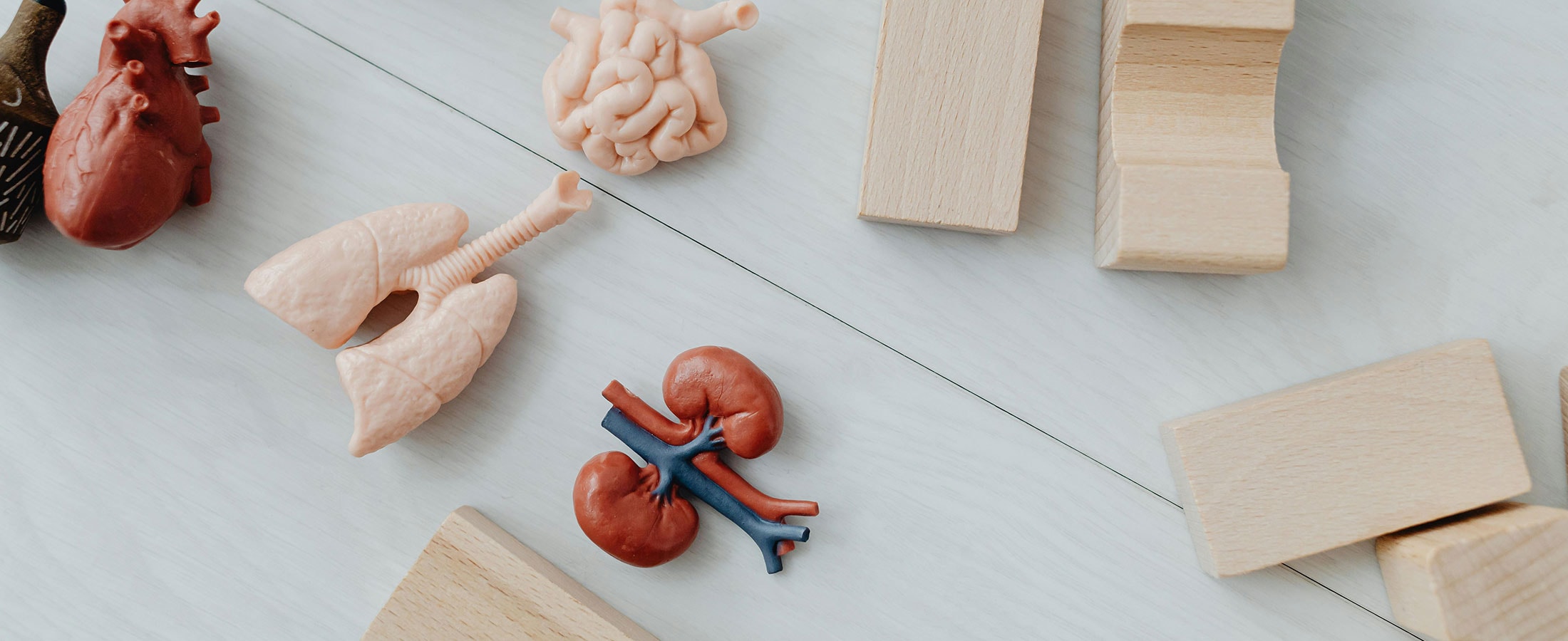 Organs & Endocrine System Explained