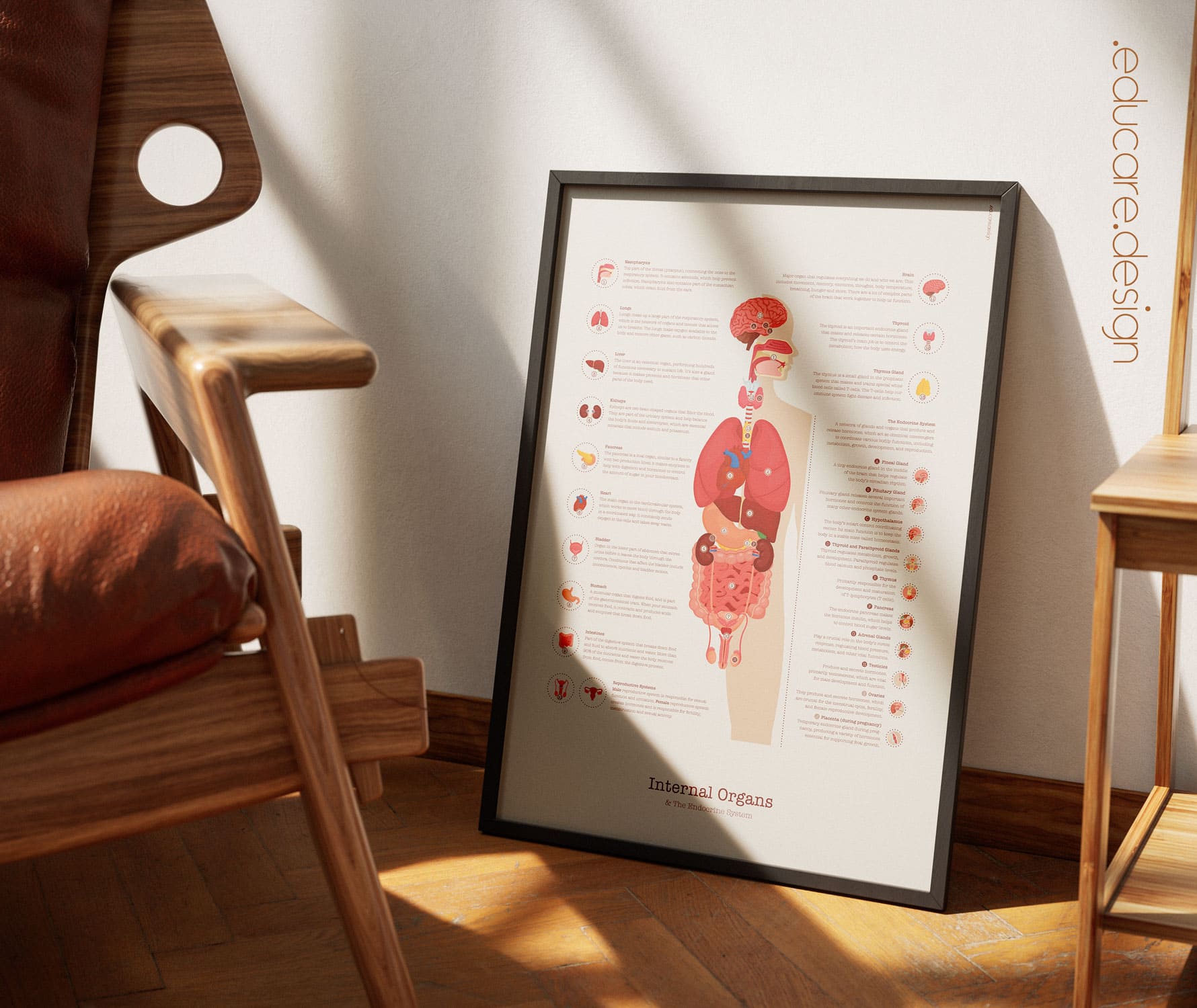 Modern anatomy poster showing internal organs and endocrine glands