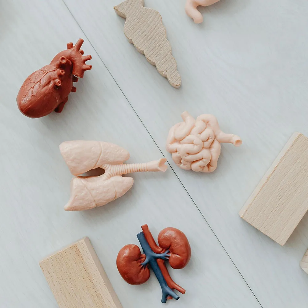 Understanding the Organs & Endocrine System – educare.design Organs & Endocrine System Explained