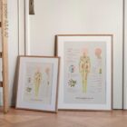 The Lymphatic System anatomy chart for clinics