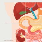 The 9 Abdominal Quadrants anatomy chart for clinics