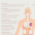 Menopause and Andropause anatomy chart for clinics