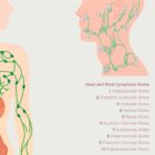 The Lymphatic System anatomy chart for clinics