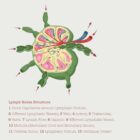 The Lymphatic System anatomy chart for clinics