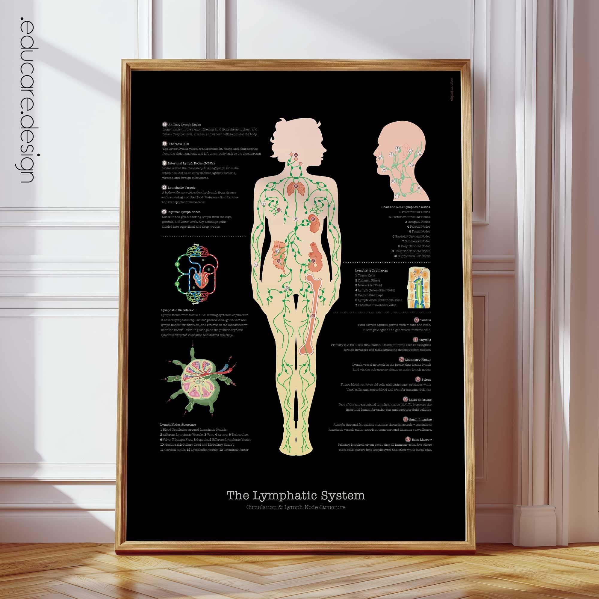 Modernes Anatomieposter des Lymphsystems mit Zirkulation und Knotenstruktur. Für Praxen und medizinische Ausbildung.