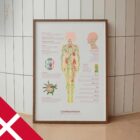 Lymfesystemet anatomidiagram til klinikker