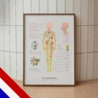 Het Lymfestelsel anatomisch diagram voor praktijken en klinieken