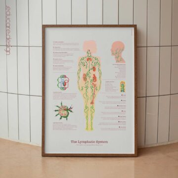 Lymphatic System Anatomy Chart with Circulation and Lymph Node Structure
