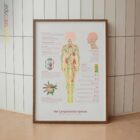Das Lymphatische System Anatomie-Chart für Praxen und Kliniken