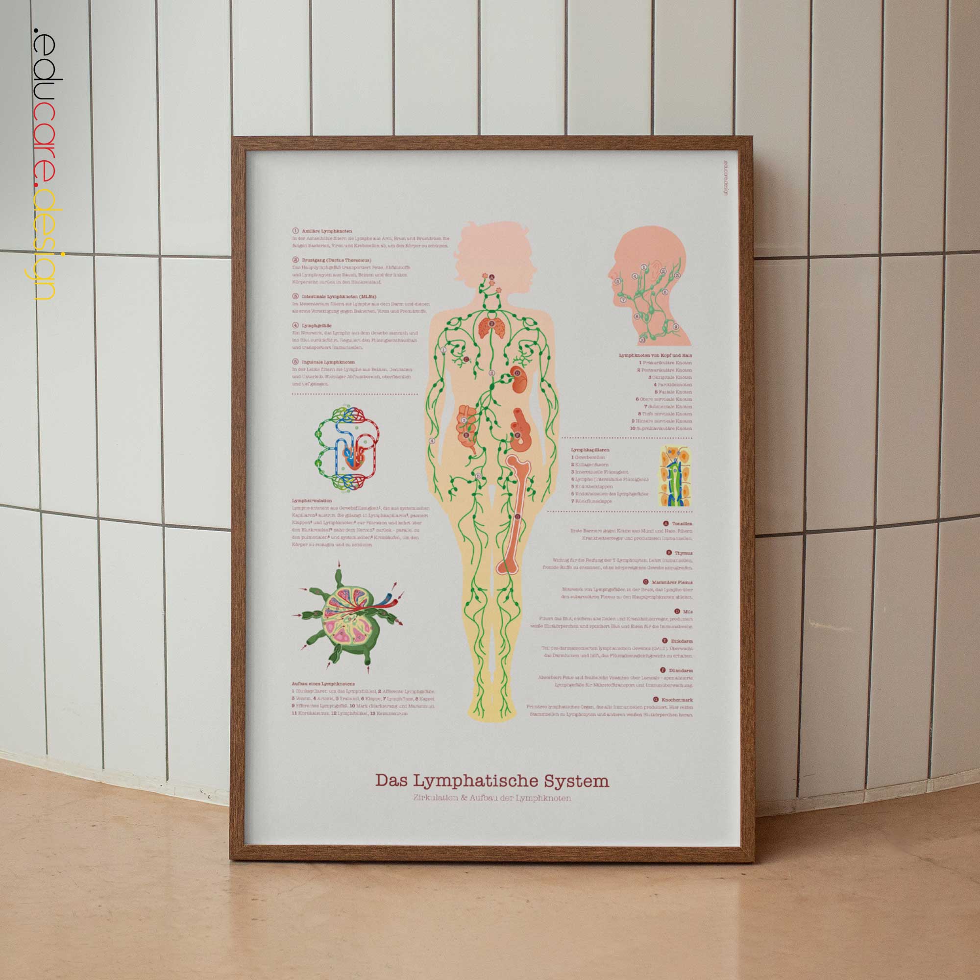 Lymphatic System Anatomy Chart with Circulation and Lymph Node Structure
