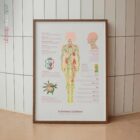 Il Sistema Linfatico tavola anatomica per studi e cliniche
