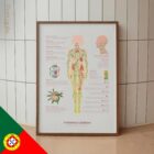 O Sistema Linfático diagrama anatómico para clínicas e consultórios