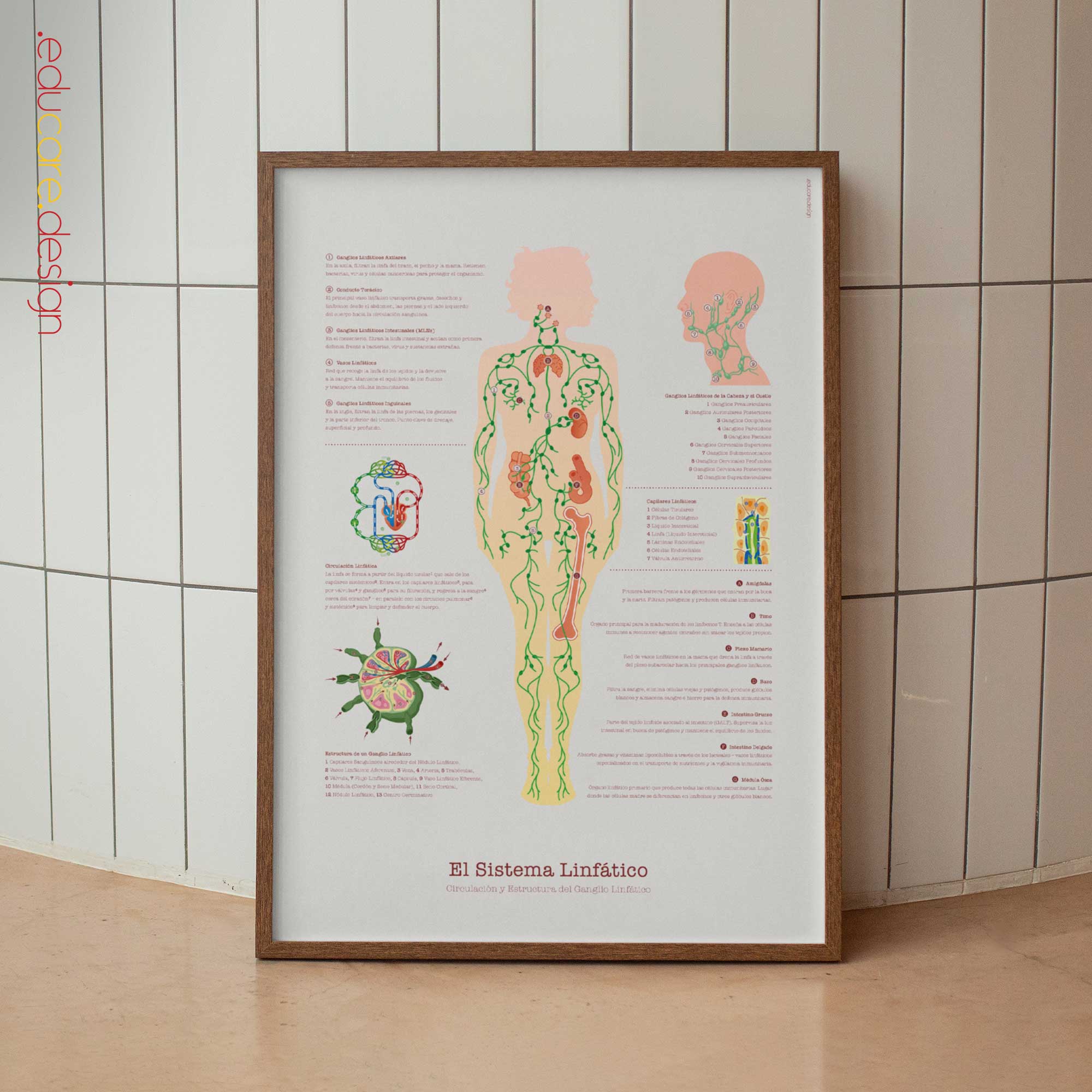 Lymphatic System Anatomy Chart with Circulation and Lymph Node Structure
