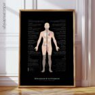 Menopause and Andropause anatomy chart for clinics