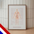 Menopauze & Andropauze anatomisch diagram voor praktijken en klinieken