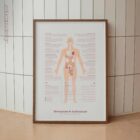 Menopause and Andropause anatomy chart for clinics