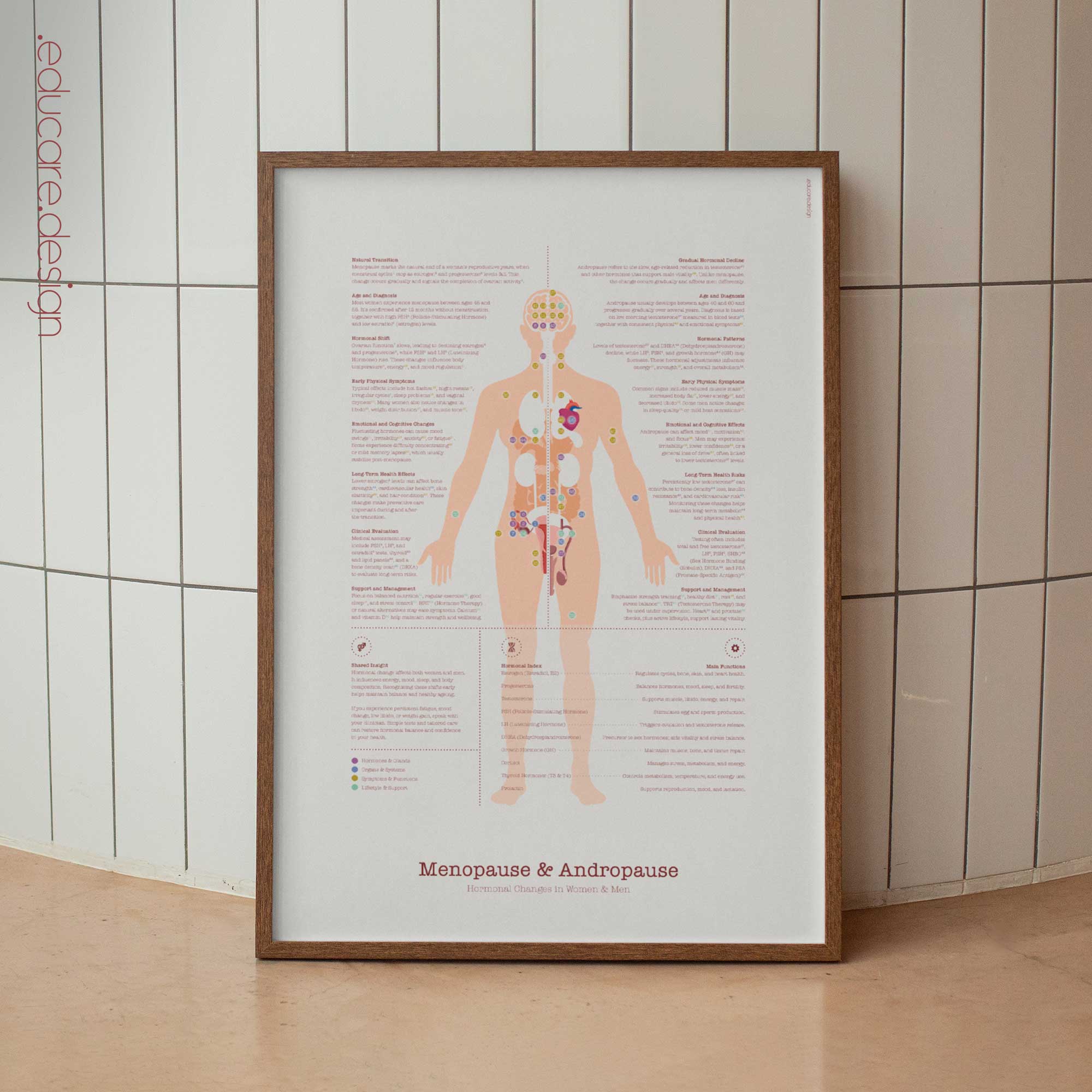 Menopause & Andropause – Hormonal Changes in Women & Men Anatomy Chart
