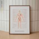 Menopause & Andropause Anatomie-Chart für Praxen und Kliniken