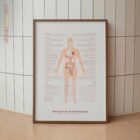 Menopausia & Andropausia lámina anatómica para clínicas y consultas