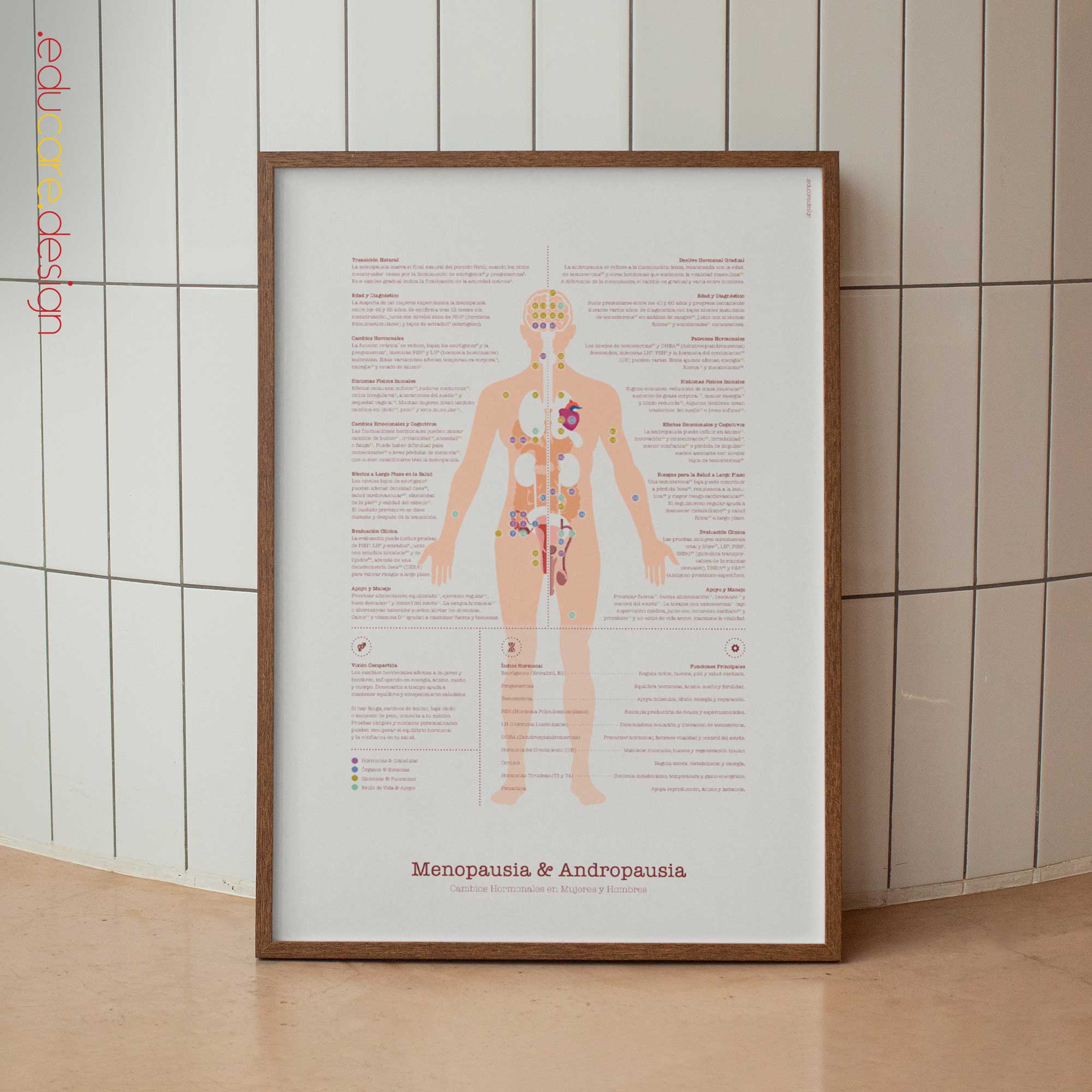 Menopause & Andropause – Hormonal Changes in Women & Men Anatomy Chart