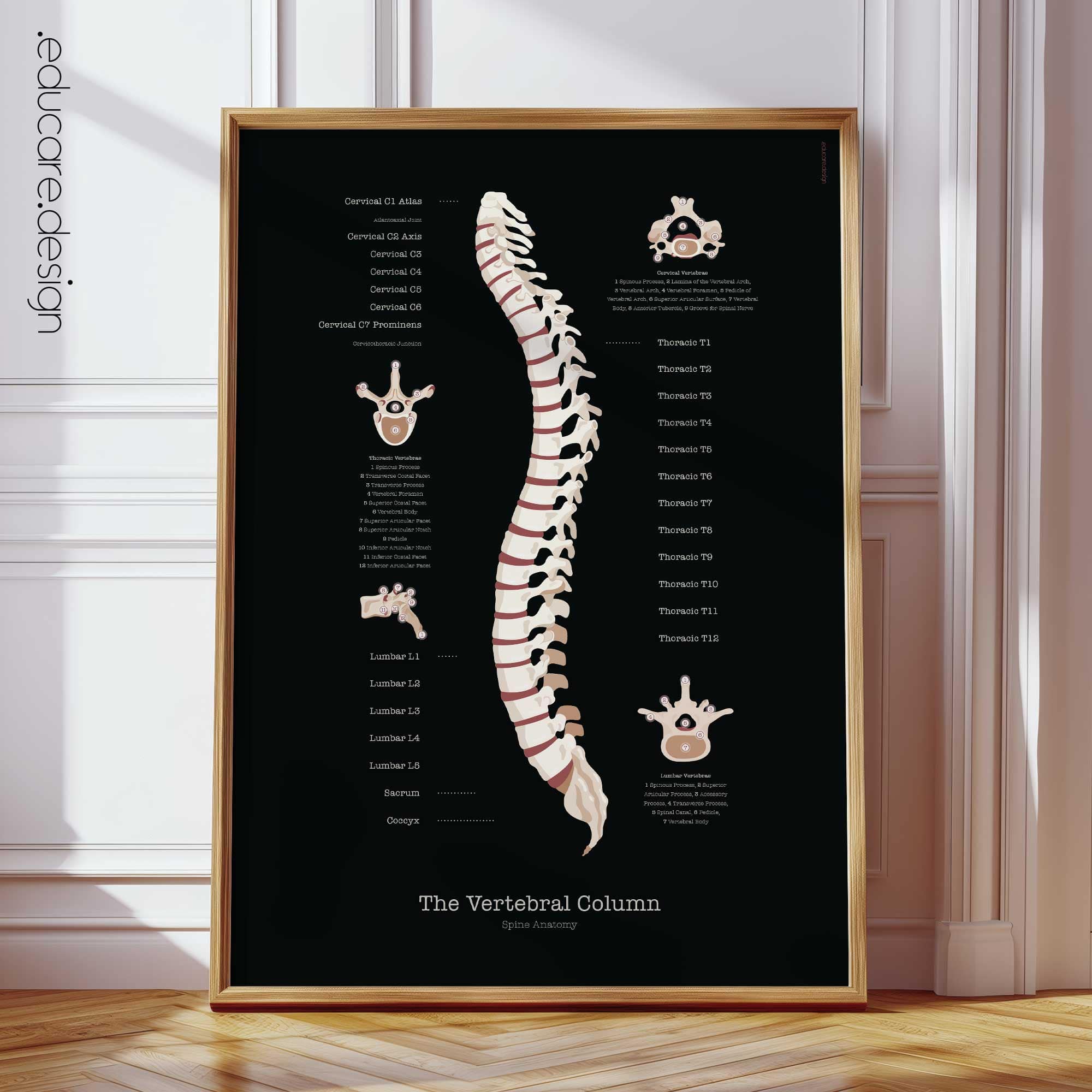 Anatomía de la columna vertebral, edición en negro