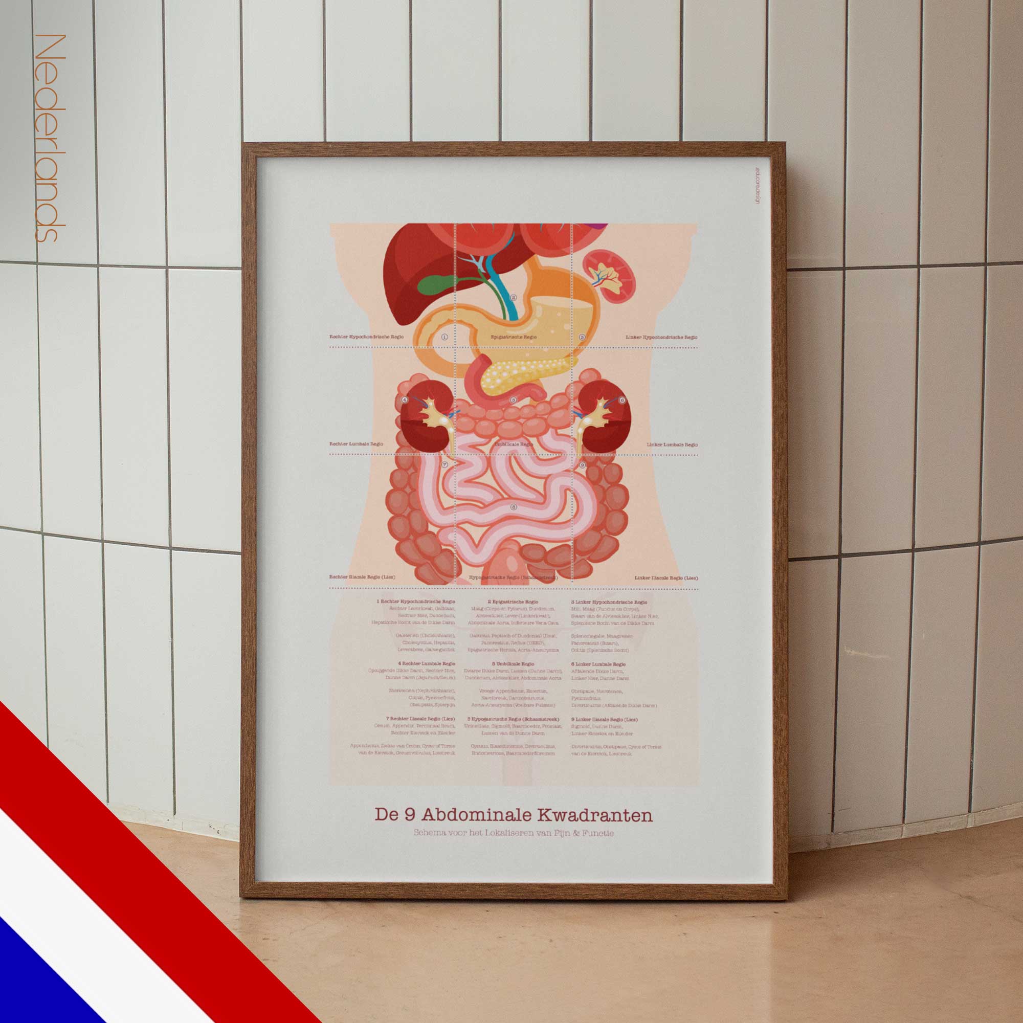De 9 Abdominale Kwadranten anatomisch diagram voor praktijken en klinieken