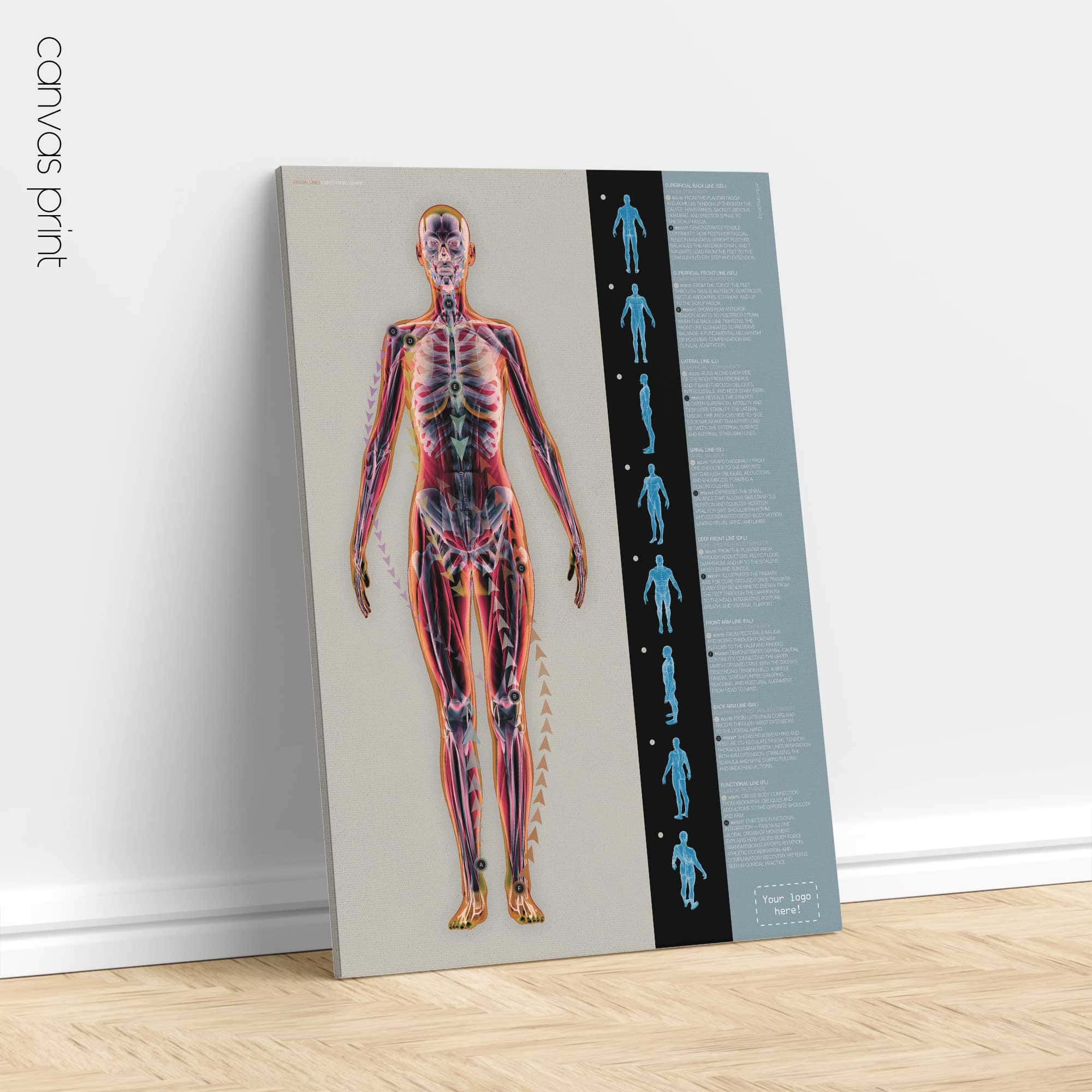 Fascial Lines and Myofascial Chains Anatomy Chart