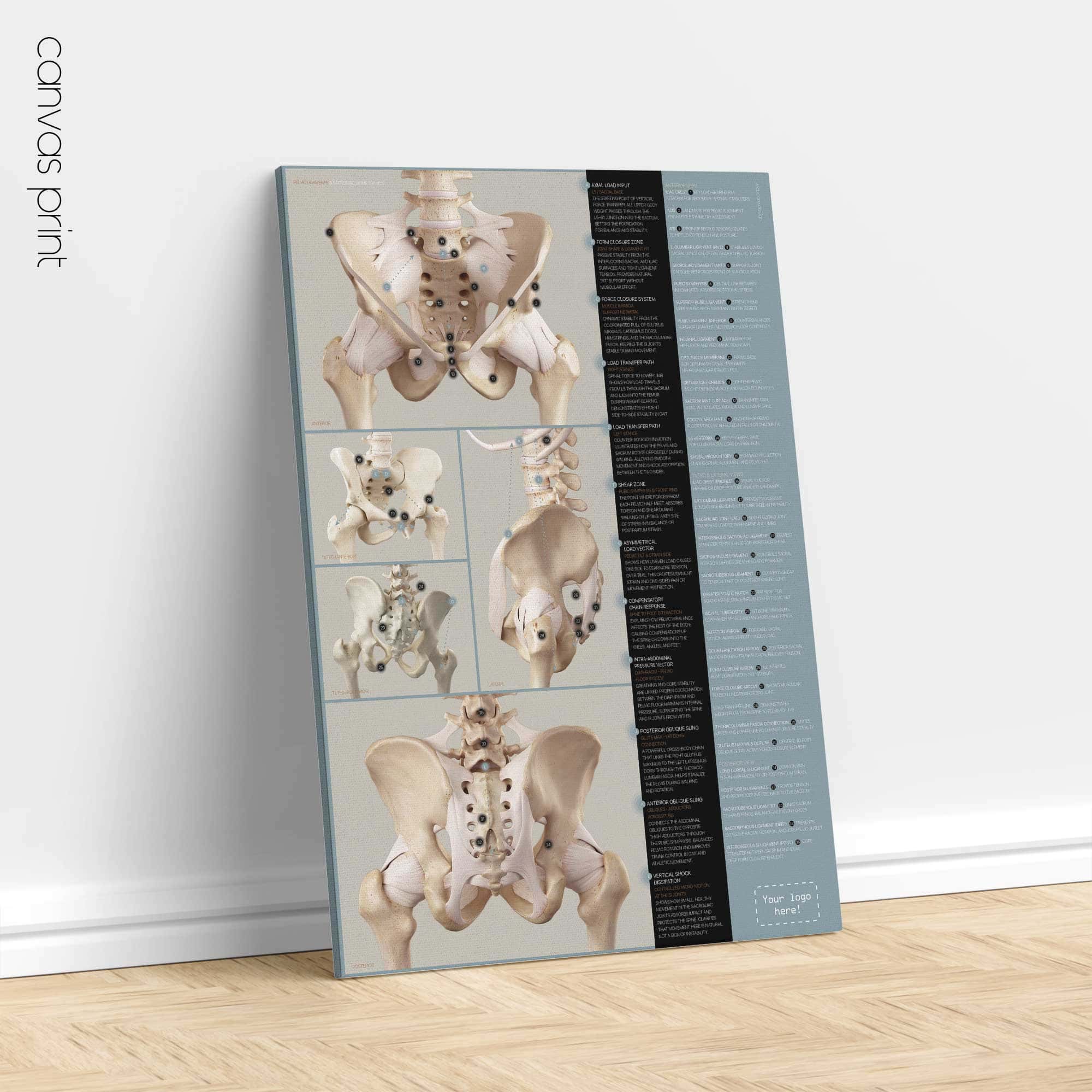 Pelvic Ligaments and Sacroiliac Biomechanics Anatomy Chart