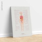 Puberty anatomy chart for clinics