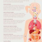 Puberty anatomy chart for clinics