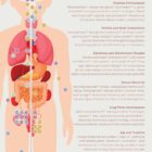 Puberty anatomy chart for clinics