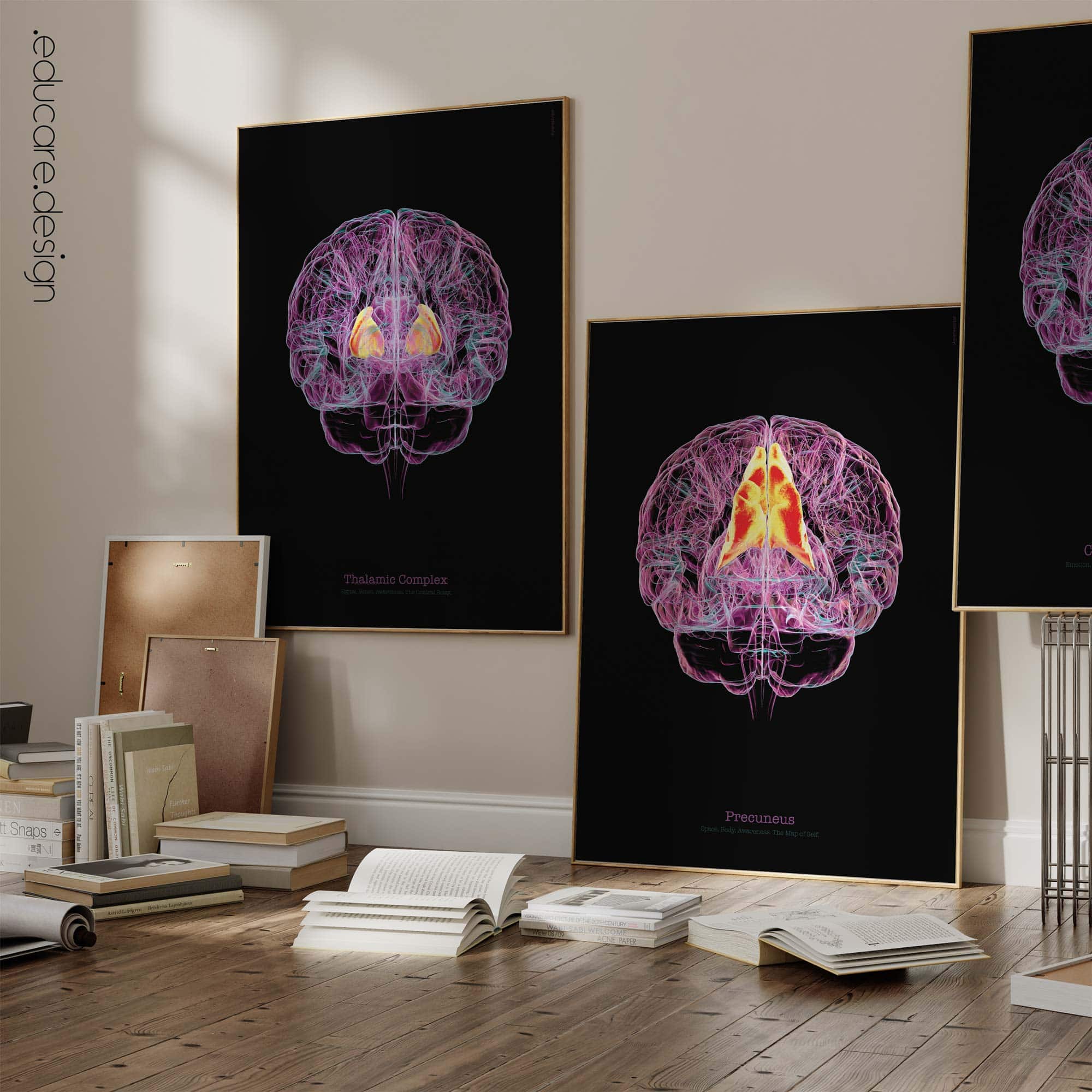 Cerebral Trilogy Set with Thalamic Complex, Precuneus, and Cingulate Cortex