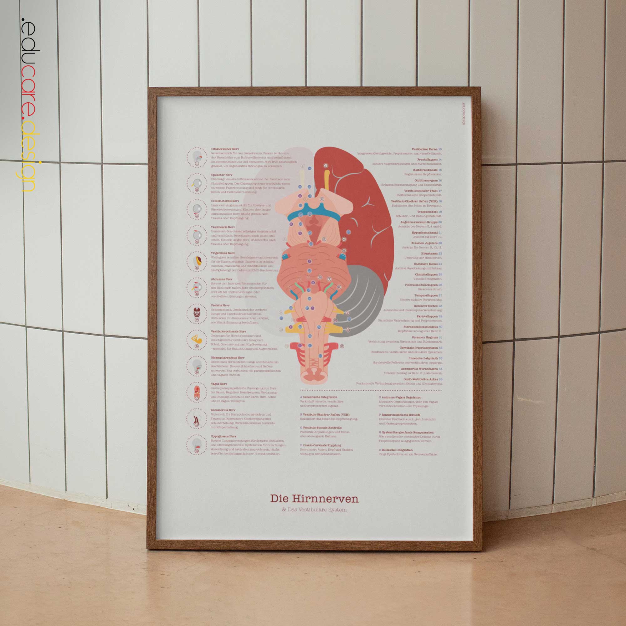 Hirnnerven und Vestibuläres System