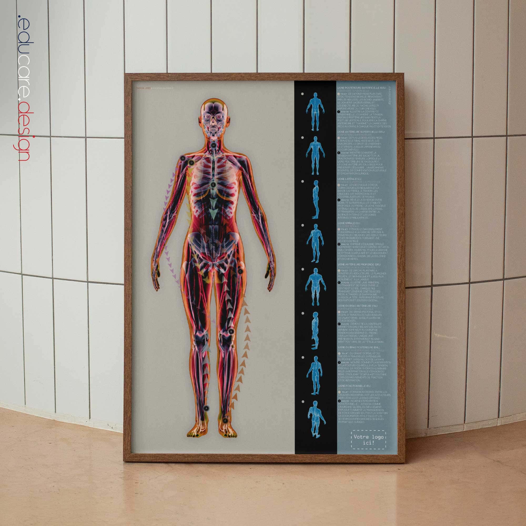 Fascial Lines and Myofascial Chains Anatomy Chart