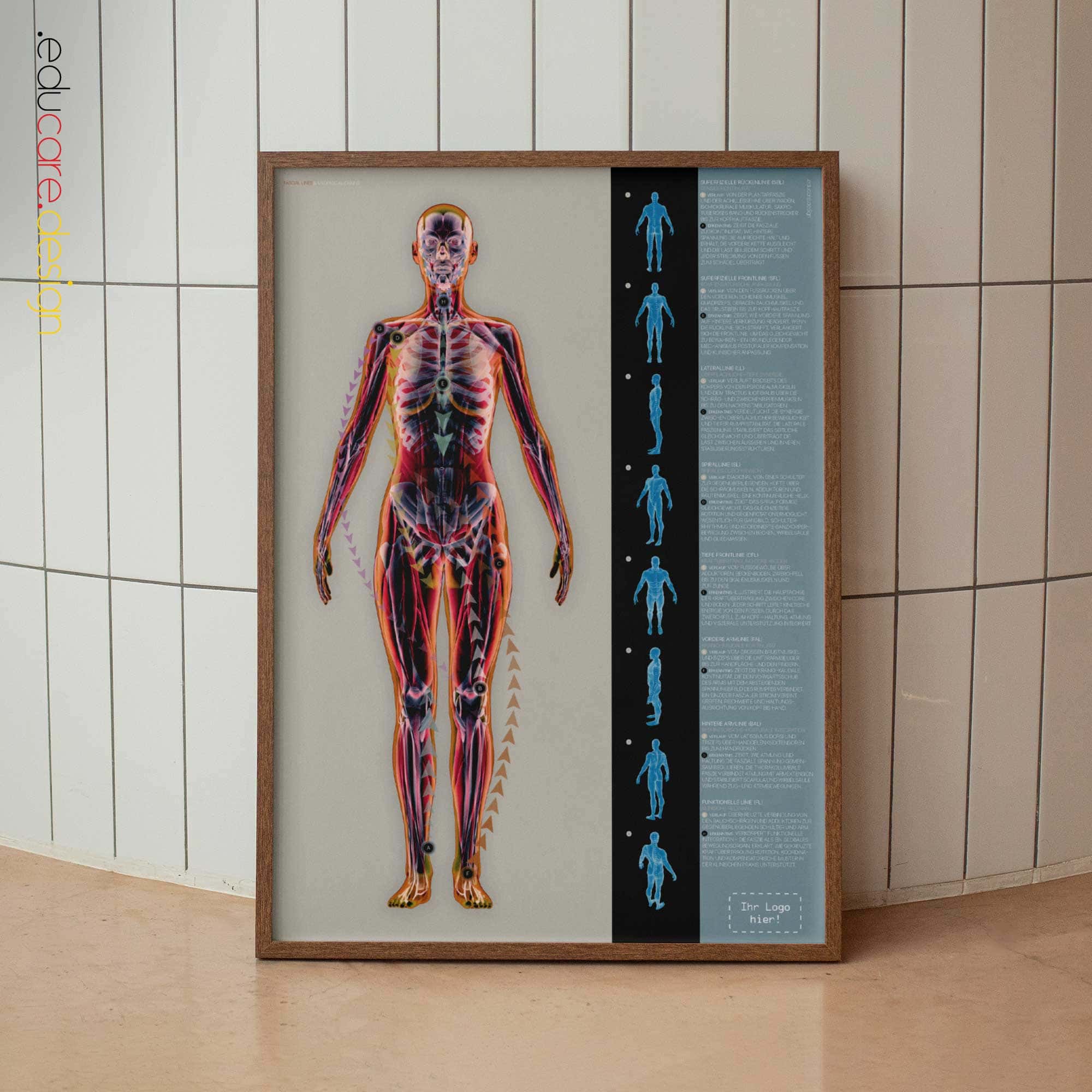 Fascial Lines and Myofascial Chains Anatomy Chart