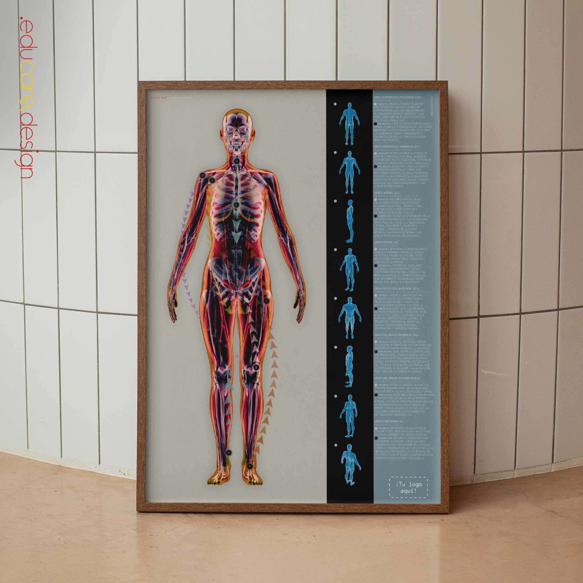 Fascial Lines and Myofascial Chains Anatomy Chart
