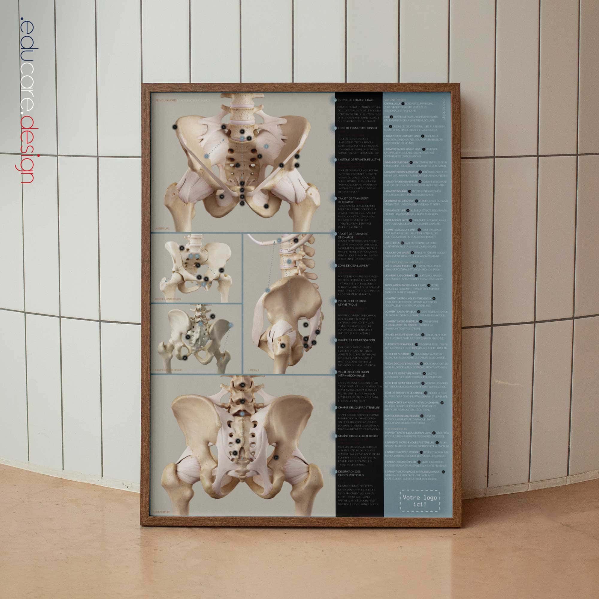 Pelvic Ligaments and Sacroiliac Biomechanics Anatomy Chart