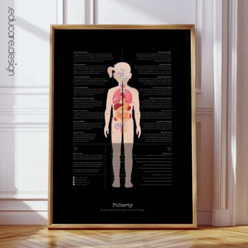 Puberty Anatomy Chart with Hormonal Development in Girls & Boys