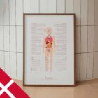 Pubertet anatomidiagram til klinikker